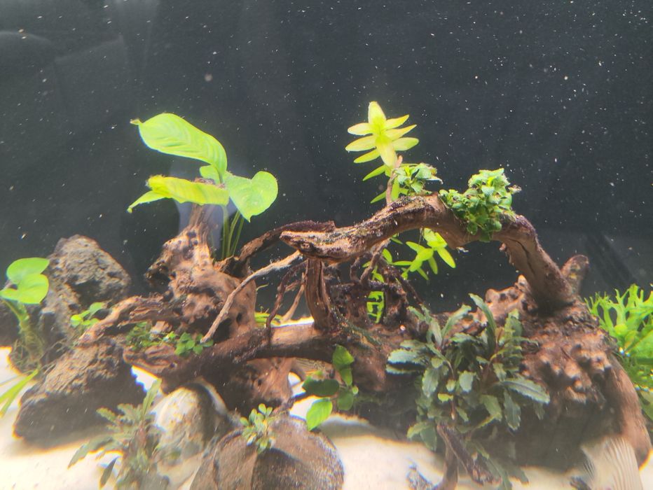 Plantas aquário diversas