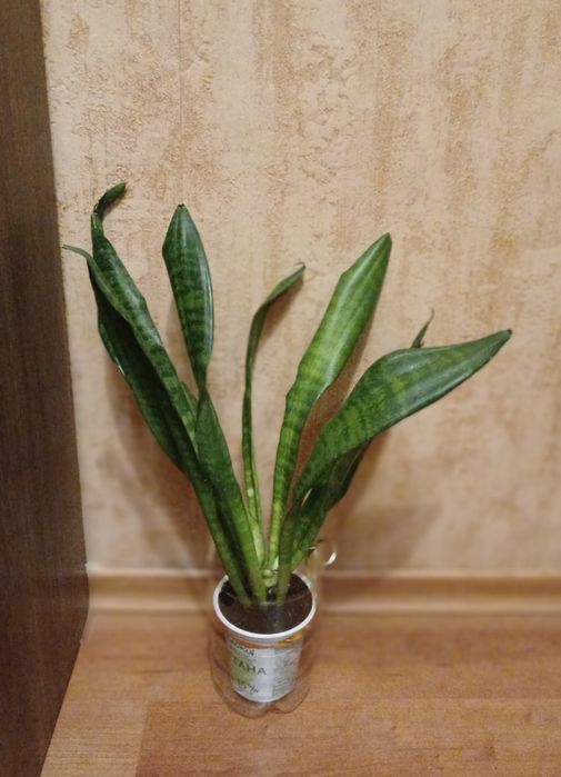 Тещин язик Щучий хвіст Сансевієрія