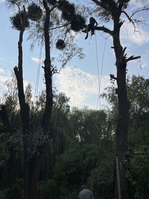 Пиляння дерев Валка дерев Кронування Арборист