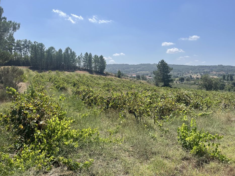 Terreno-Quinta em Caria 5 Hectares Vinha Rustico/Urbano