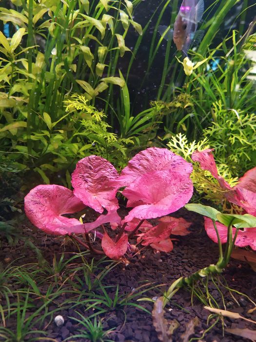 Рослини в акваріум