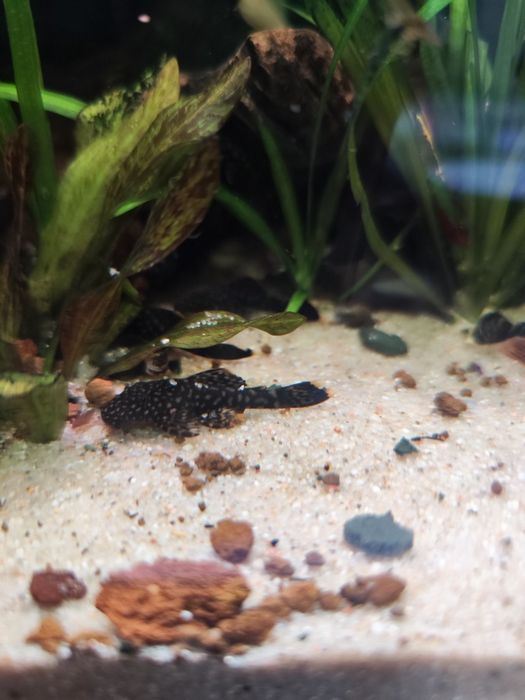 Ancistrus sp com 3 a 6 cm