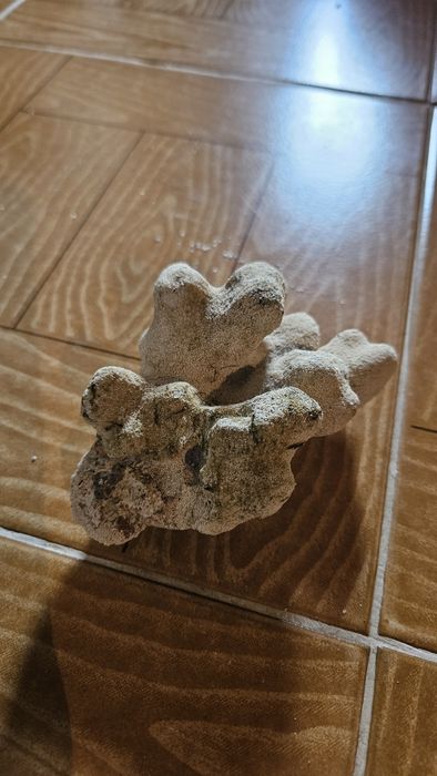 Rocha Coral para decoração de Aquário (RESERVADO)