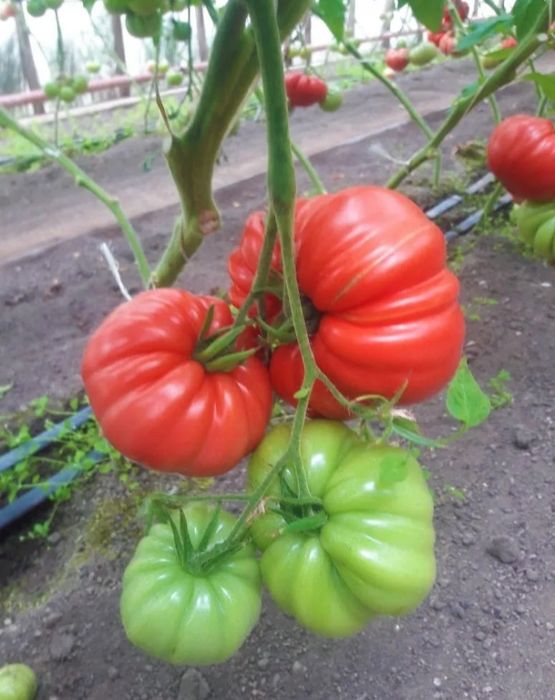 Sadzonka pomidora sakiewka bardzo stary pomidor po mojej babci