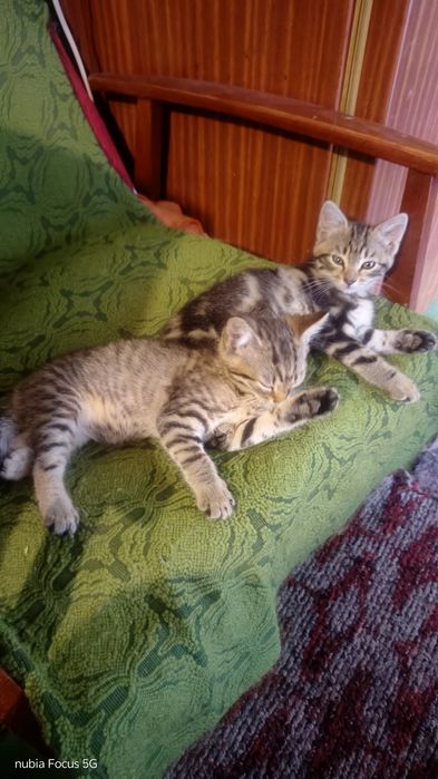 Кошенята у добрі руки