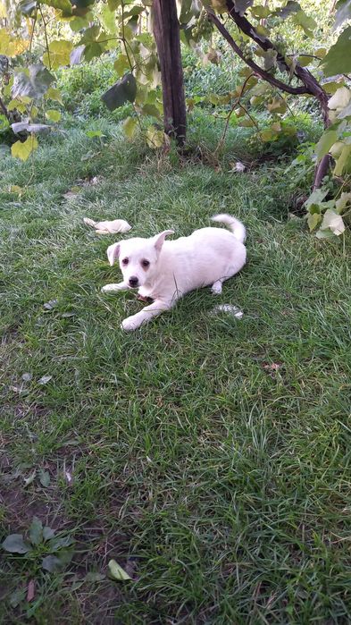 Віддам у добрі руки