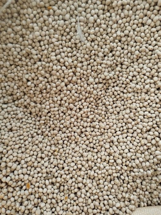 Łubin wąsko listny tytan biały