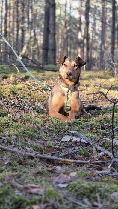 Malinois mix – sportowy, oddany pies gotowy na nowe życie