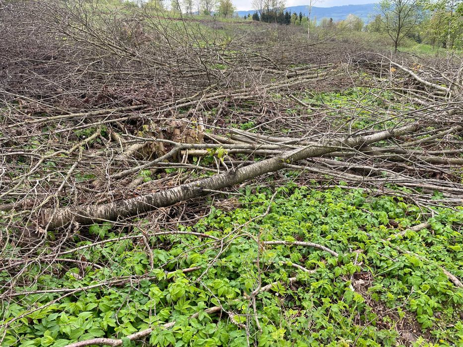 Oddam drewno, drzewa z wycinki za darmo
