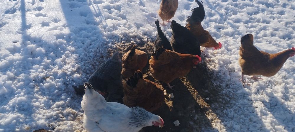 Sprzedam kury nioski