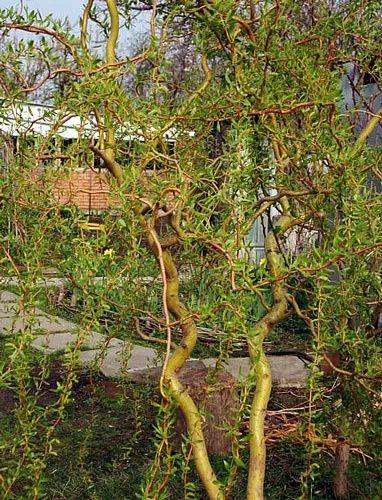 Верба ива японская Матсудана