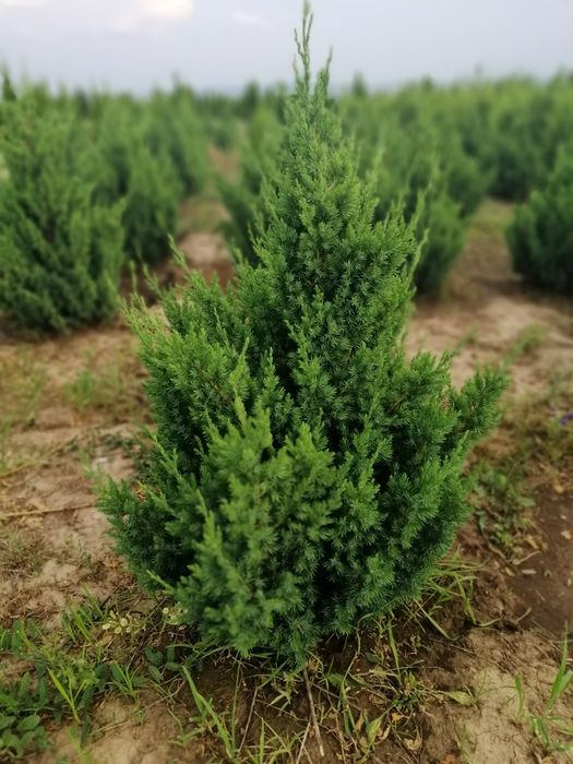 Туя колоновидна, туя смарагд, туя для живоплоту, можжевельники.