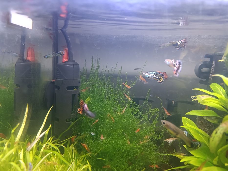 Głupiki samiczki samce