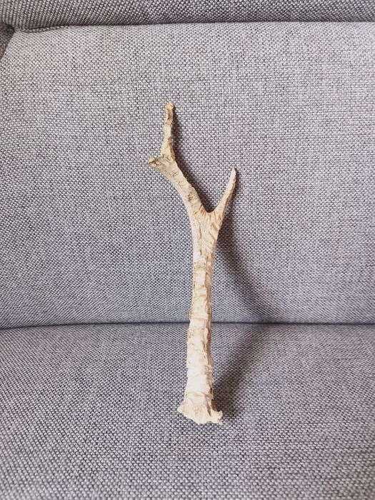 Róg sarny, wysokość 20cm