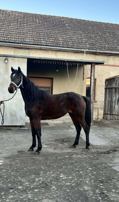 Sprzedam lub zamienię klacz