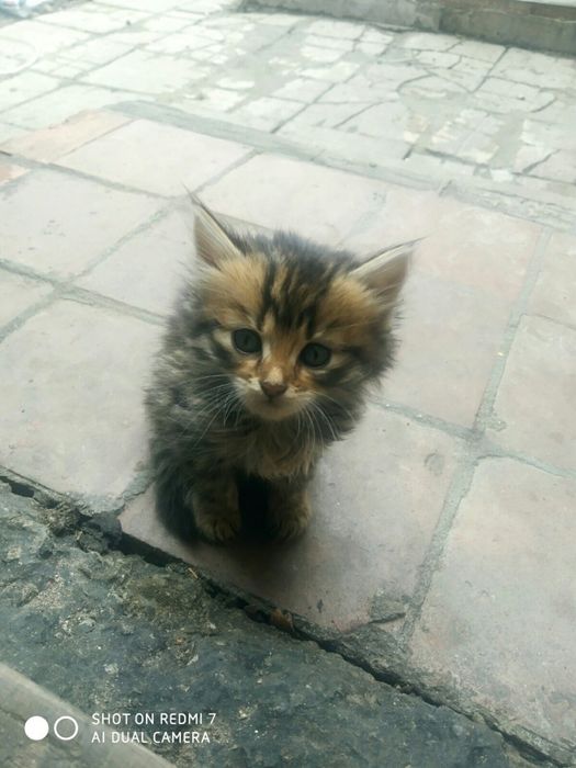 Котенята, котята, котики, кошенята в добрі руки