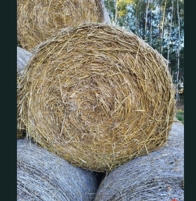 Słoma w balach 120 przykryta