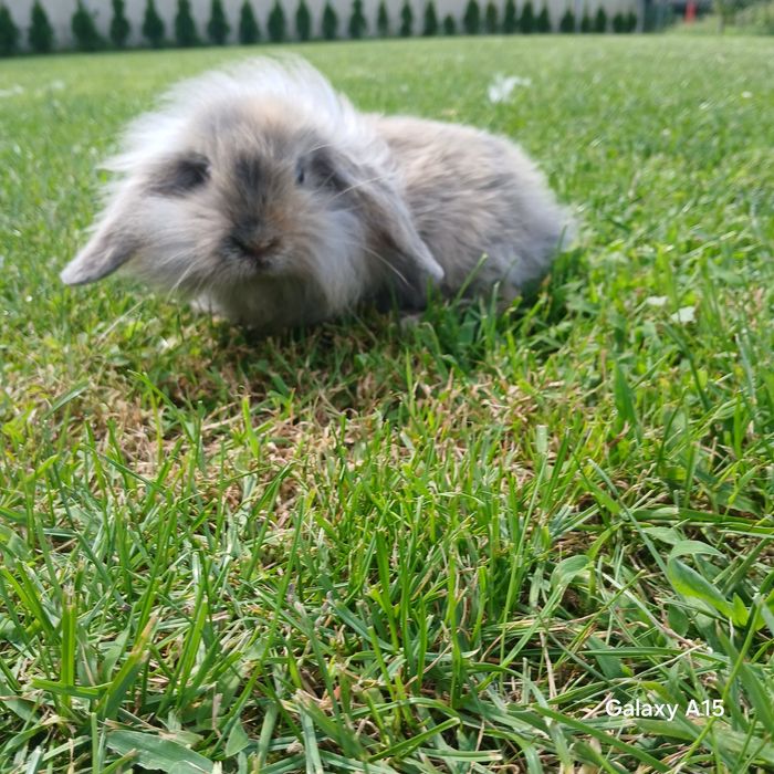 Królik miniaturka mini lop teddy