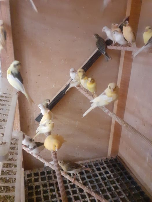 Kanarki młode z 2026