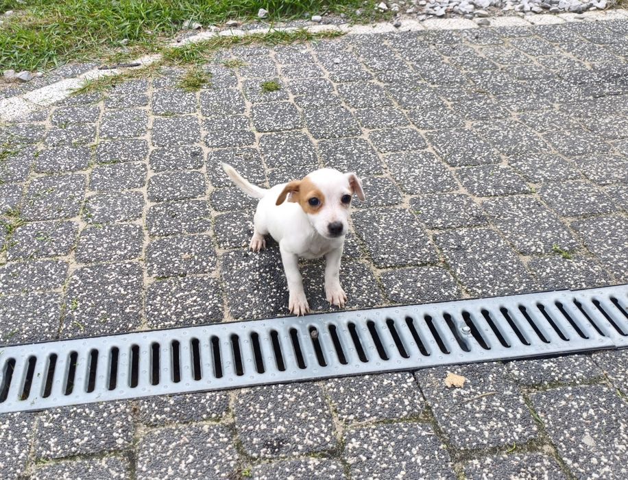 Jack Russell Terrier