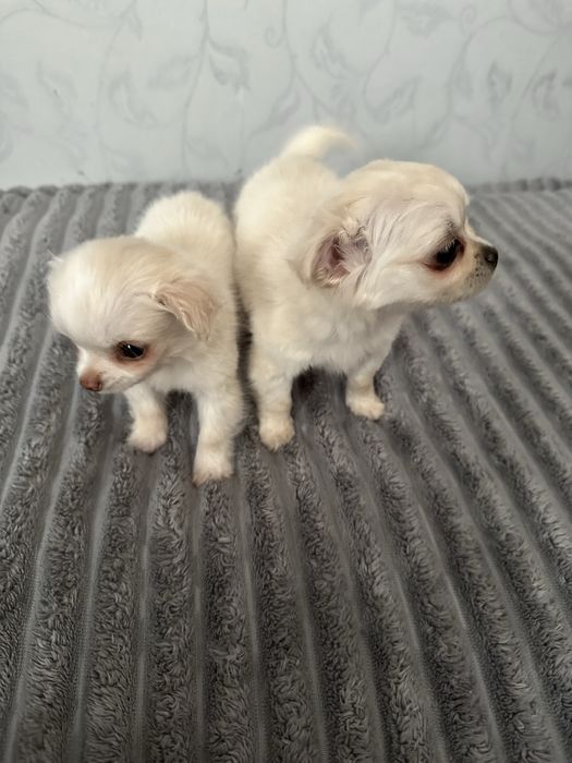 Чихуахуа довгошерстні хлопчики
