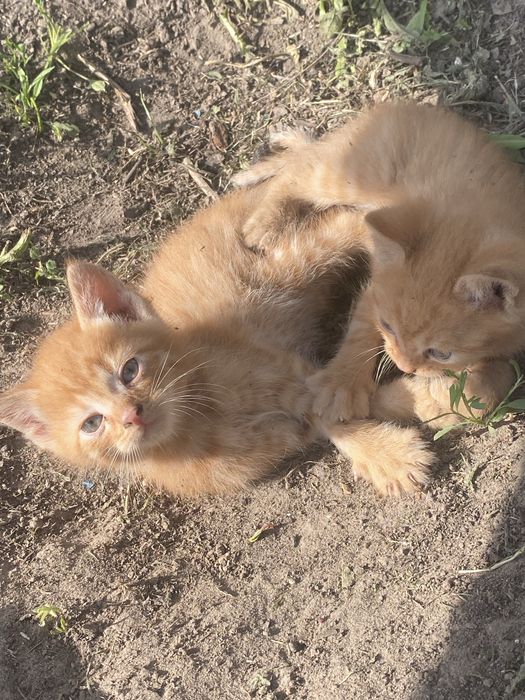 Шукаю родину для котиків