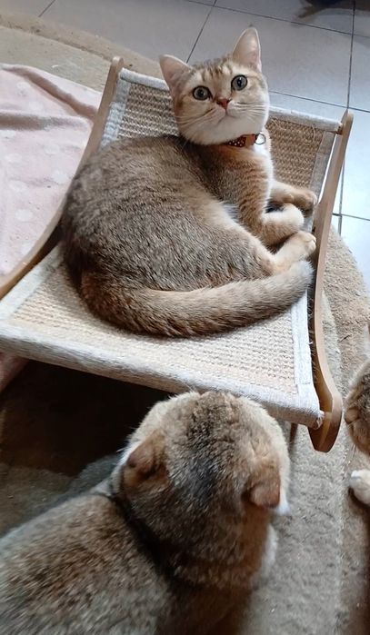 Для Вас шотландський четверолапий товариш за донати для ЗСУ