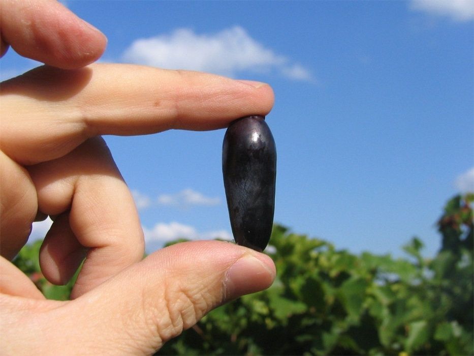 Videira de Uvas dedo de bruxa Compridas Tintas - Apenas envios
