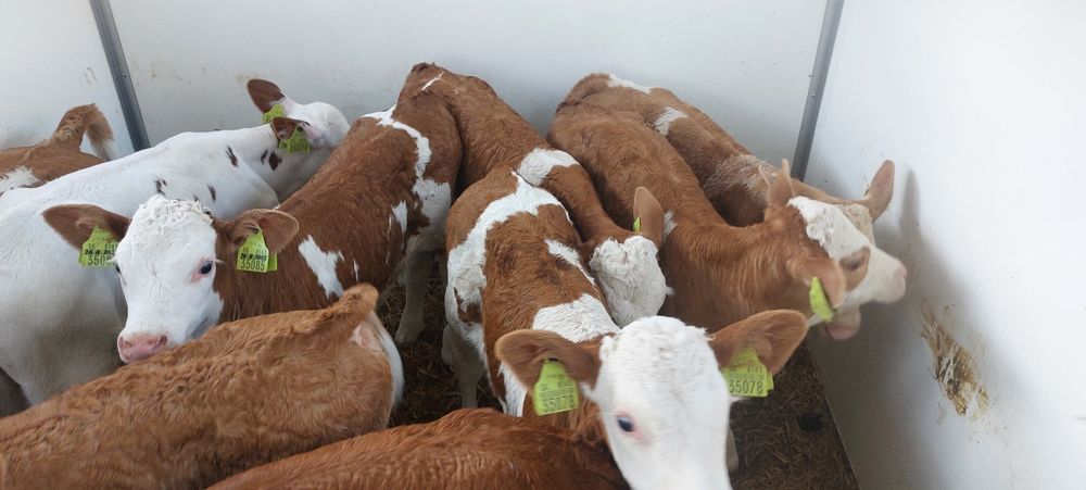 Cielęta Byczki Simental 100% Extra Forma