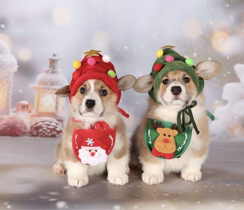 Неймовірні новорічні коргі_Гноми