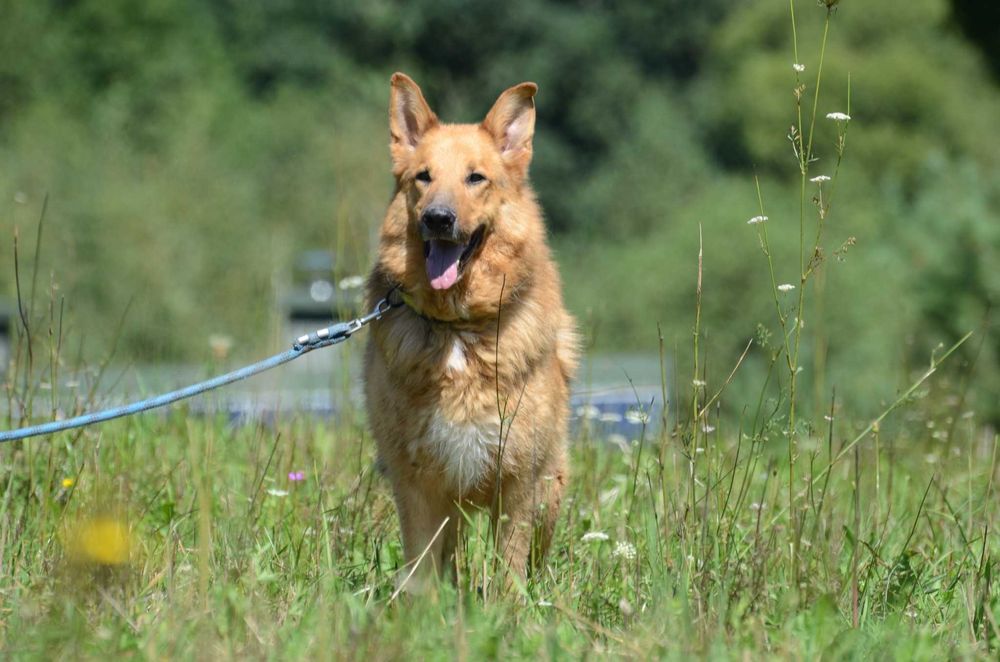 Antonio - do adopcji