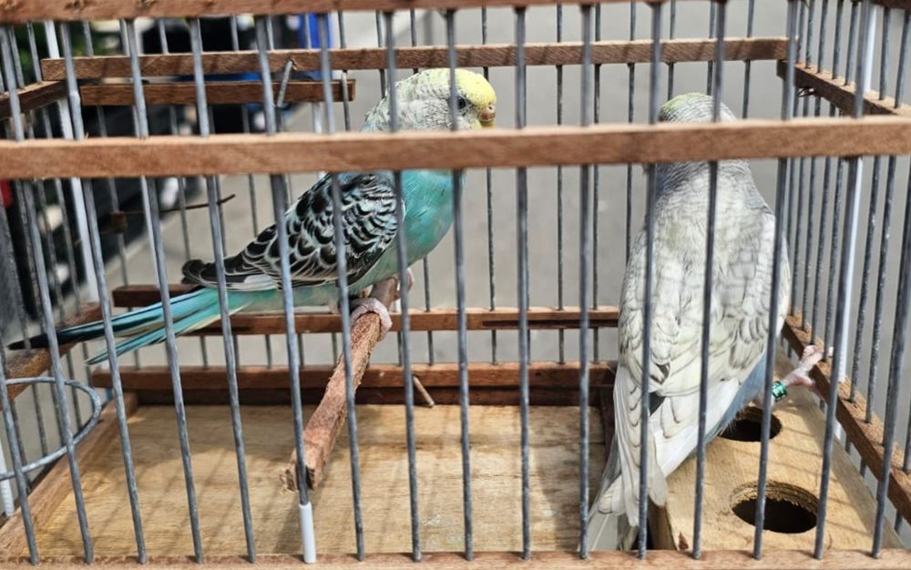 Casal Piriquitos
