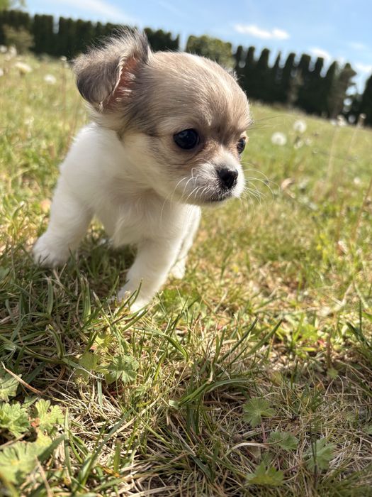 Chihuahua długowłosa – suczka, biało-łaciata.