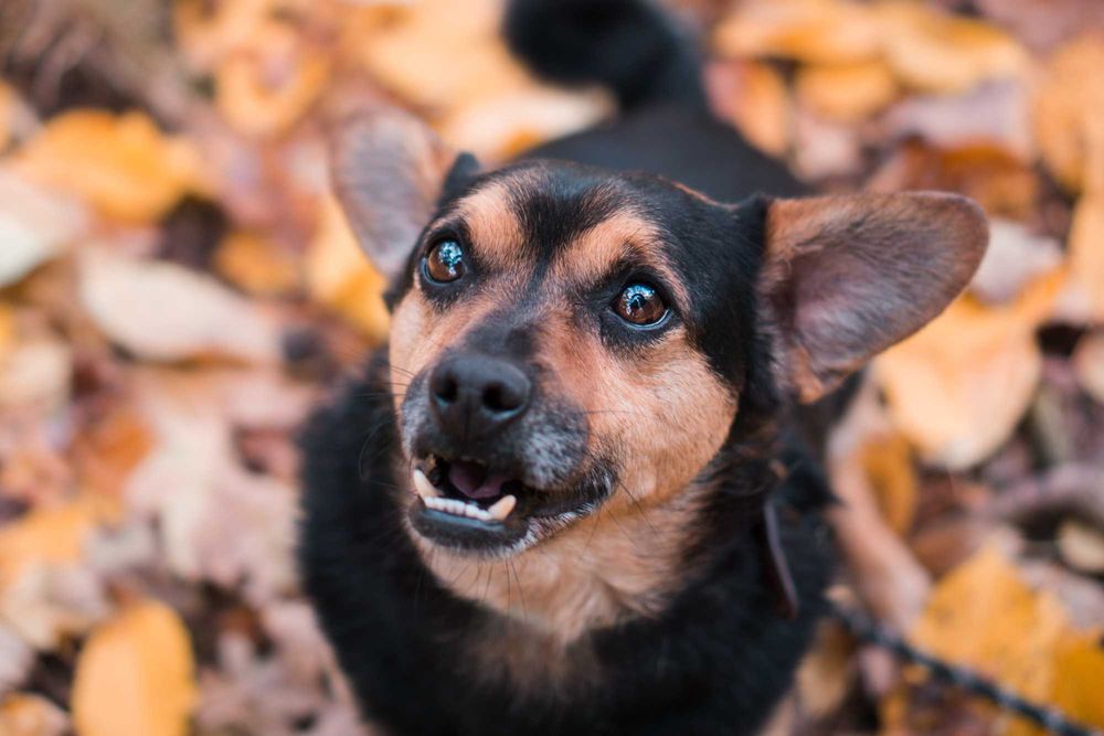 5 letni Szkrabek do adopcji!