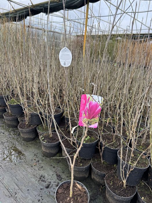 Magnolia w doniczce 3l