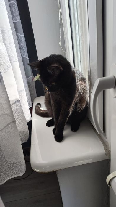 Młoda czarna koteczka