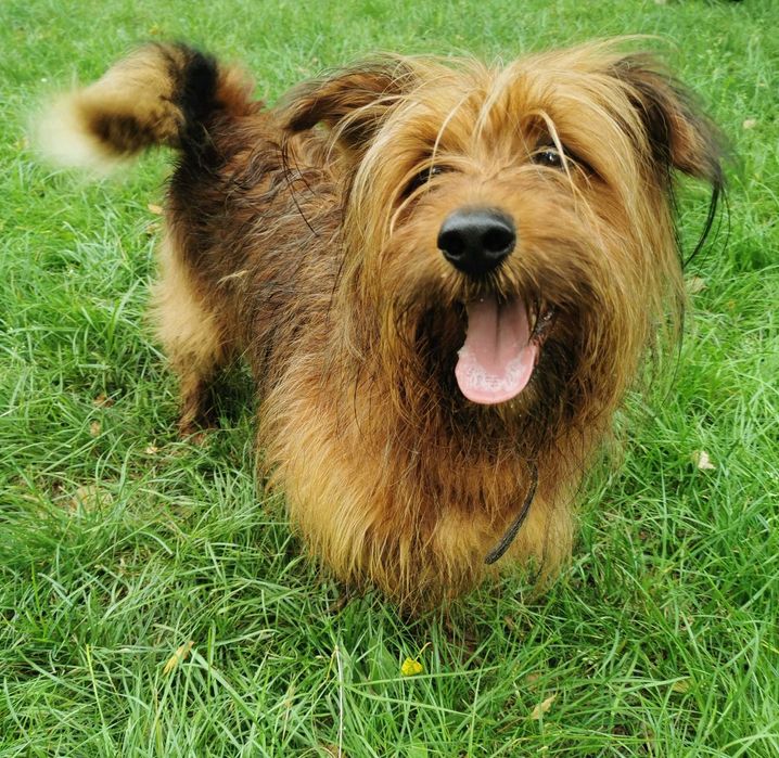 Alfik czeka na dom...