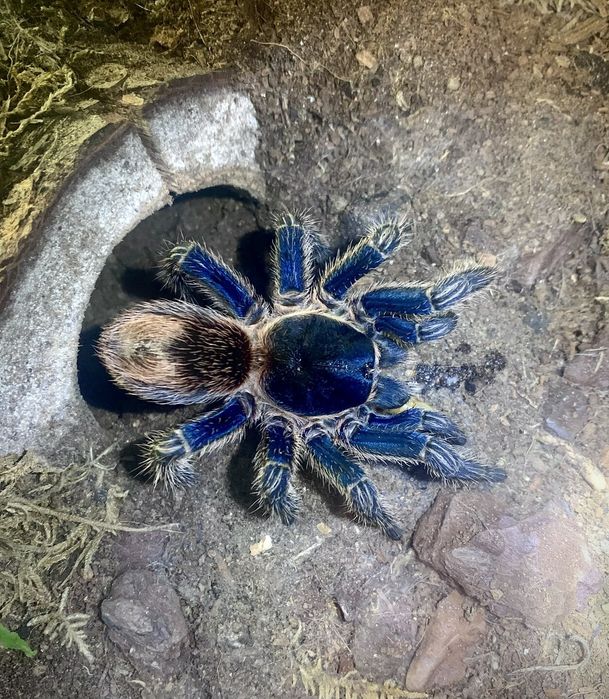 Ptasznik Trixopelma cyaneolum blue L4