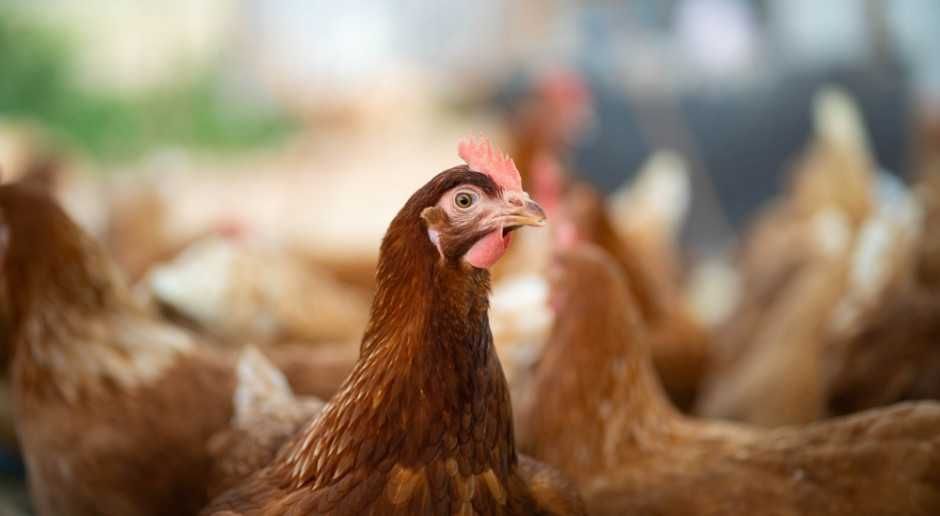 kury nioski 24 tyg. już niosą zapraszam