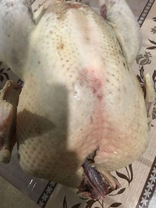 Продам індики м’ясом та живою вагою