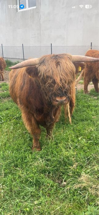 Bydło rasy  highland cattle