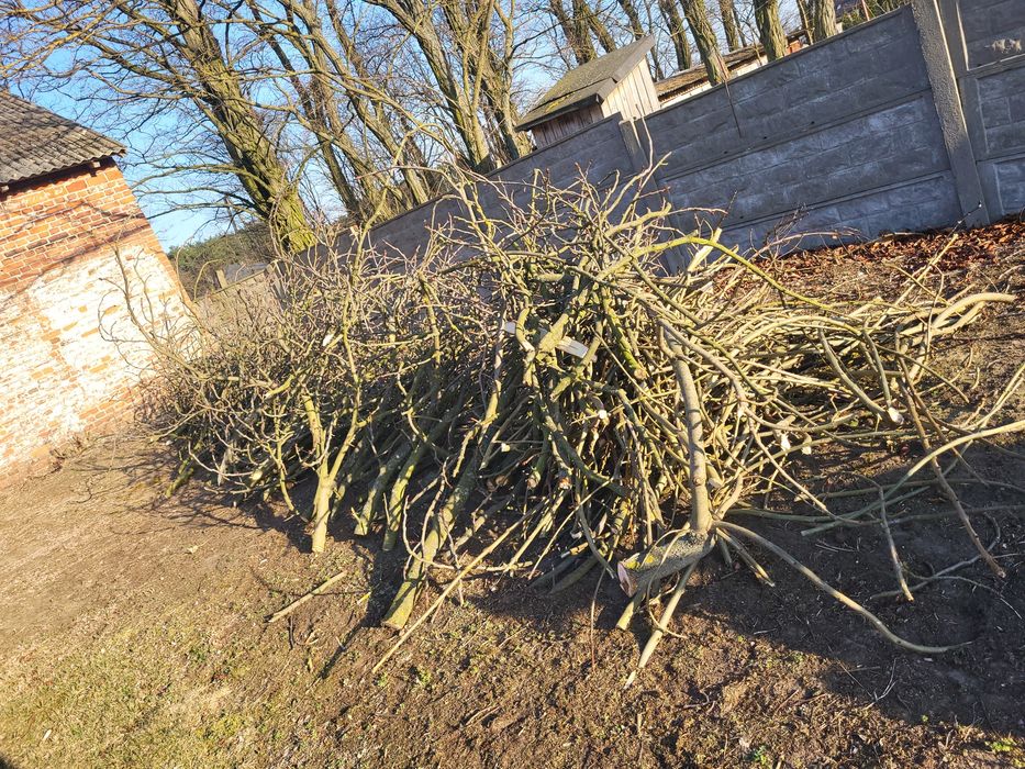 Oddam gałęzie za darmo