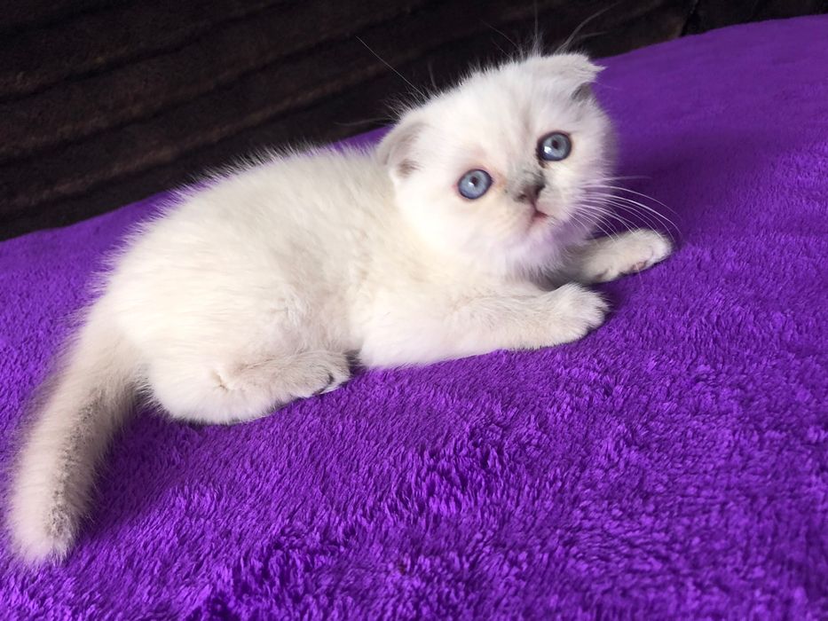 Macho Scottish Fold