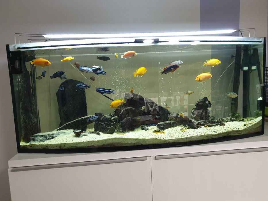 Akwarium z osprzętem i rybkami