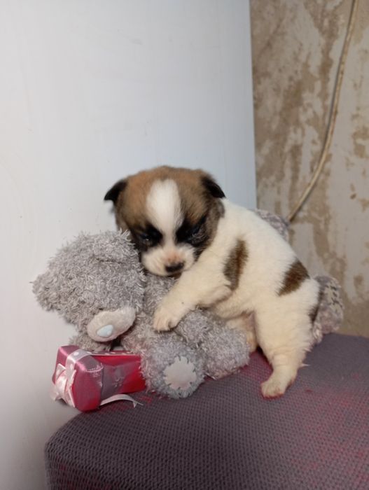 Пикинес  дівчинка