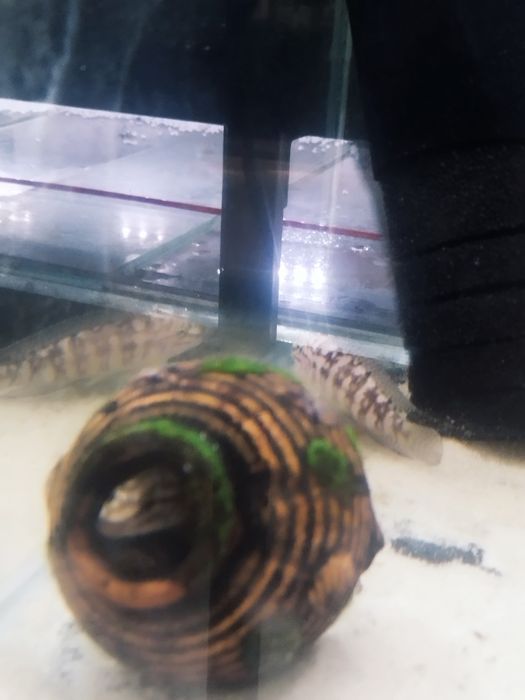 Julidochromis marliera dorosłe para tanganika