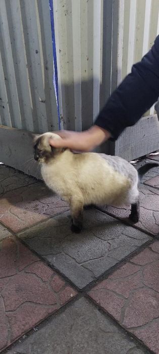 Отдам сиамскую кошку, 7 месяцев