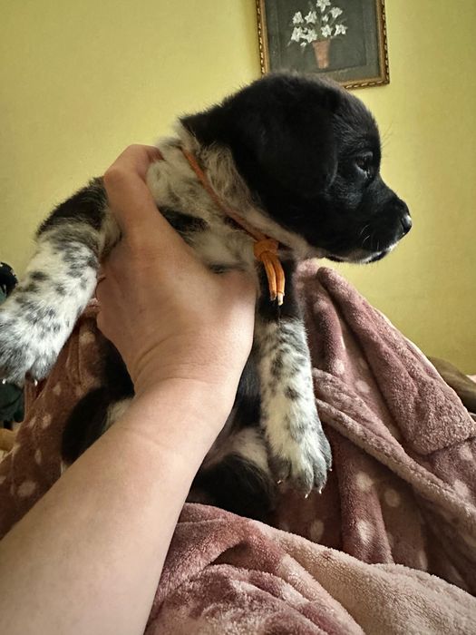 Цуценя дівчинка 2 місяці