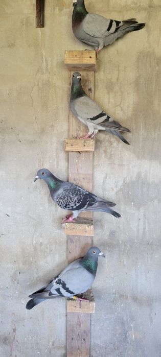 Pombos Correios (Cerca de 25 aves)