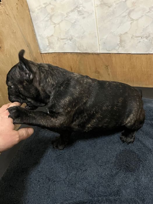 Buldogue francês macho